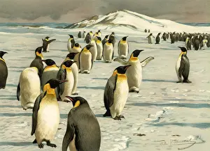 Kuhnert: Group of Penguins