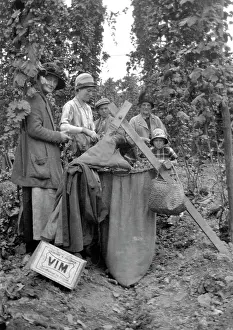 Hopping: A group of people hop picking in Kent