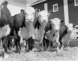 Polled: Group of Polled Hereford Cattle in a Barnyard Looking at Cam