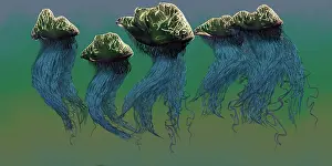 Cambrian: Group of Portuguese Man O War