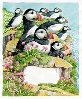 Puffins: Group of Puffins