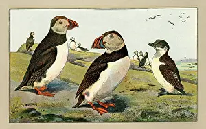 Puffins: Group of puffins