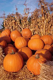 Pumpkins: Group of Pumpkins and Cornstalks