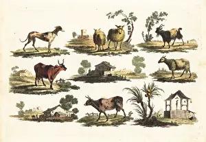 Bucolic: Group of rustic animals, 18th century