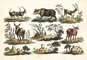 Bucolic: Group of rustic animals, 18th century