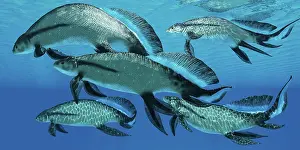 Osteichthyes: A group of Scaumenacia lobe-finned fish from the Devonian ?