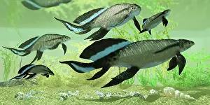 Osteichthyes: A group of Scaumenacia lobe-finned fish from the Devonian ?