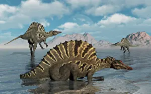 Spinosaurus: A group of Spinosaurus