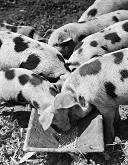 Pellets: Group of Spotted Pigs on Either Side of Trough Feeding