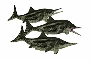 Ichthyosaur: Group of Stenopterygius aquatic reptiles from