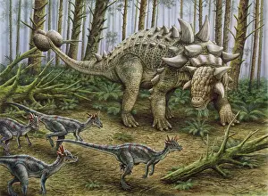 Encounter: A group of Stygimoloch dinosaurs encounter a Euoplocephalus