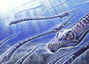 Plesiosaur: A group of Tanystropheus longobardicus swimming
