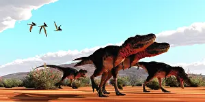 Searching: A group of Tarbosaurus dinosaurs on the hunt for prey
