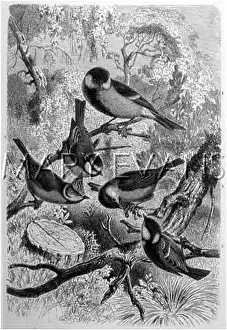 Caeruleus: GROUP OF TITS