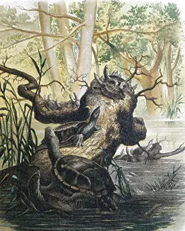 Chordate: Group of turtles. Engraving after a drawing by