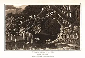 Retort: A group of weaverbirds and their hanging nests