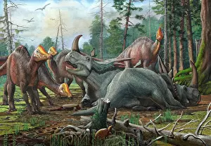 Styracosaurus: A group of young Hypacrosaurus approach a couple ?