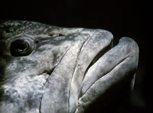 Grouper: Grouper Fish