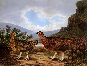 Amidst: Two Grouse