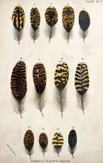 GROUSE FEATHERS