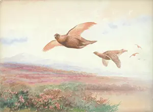 Rankin: Grouse in flight
