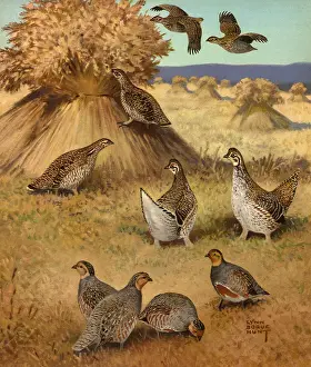 Grouse: Grouse by Grain Stalks
