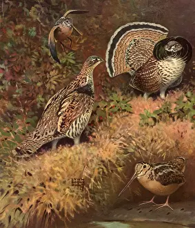 Grouse: Grouses and Billed Birds