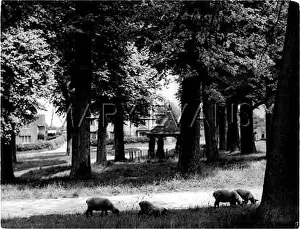 Chenies: GROVE OF ELM TREES