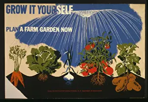 Carrots: Grow it yourself Plan a farm garden now