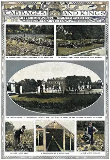 Allotment: Growing vegetables for victory, WW1