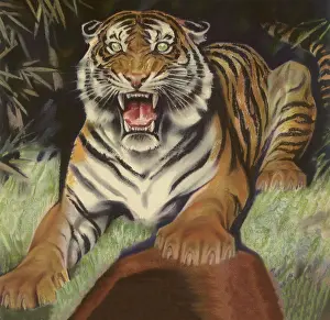 Classicaillustration: Growling Tiger