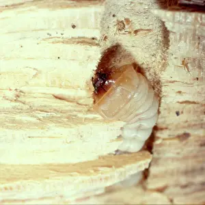 Longhorned: Grub of a house long-horn beetle