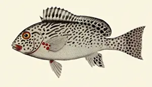 Grunt: Grunt, Plectorhynchus punctatissimus