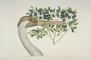 Whooping: Grus americana, whooping crane