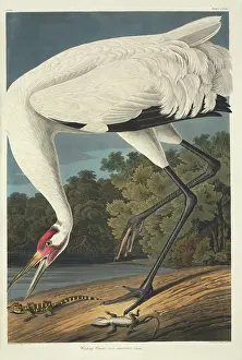Whooping: Grus americana, whooping crane