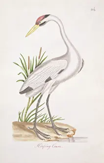 Whooping: Grus americana, whooping crane