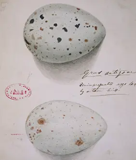 1800 1874: Grus anigone, Sarus crane eggs