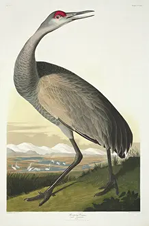 Canadensis: Grus canadensis, sandhill crane