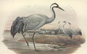 Grus: Grus grus, common crane