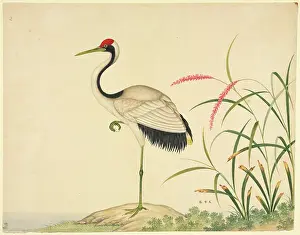 Forehead: Grus japonensis, red-crowned crane