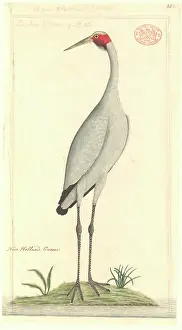 Grus: Grus rubicunda, brolga