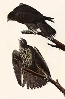 Falco: Gryfalcon, Falco rusticolus