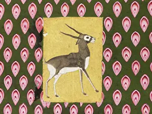 Chital: Grylle of a deer-like animal