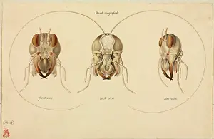 Ensifera: Gryllus sp. cricket head views