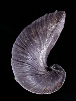 Toenail: Gryphaea dilatata, devil's toenail