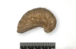 Lias: Gryphaea incurva, oyster