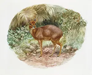 Weich: Grysbok, 1900