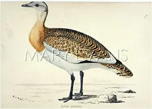 Bustard: GT BUSTARD (MORRIS)