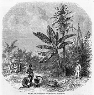 Tasty: GUADELOUPE SCENE