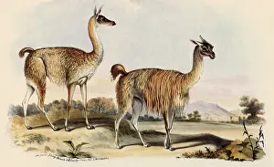 Fore: Guanaco